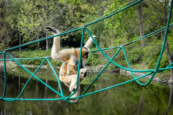 Egy Fehér Arcú Gibbon Anya Aki Gyermeket Vár Átmászik Kötélhídon — Stock Fotó
