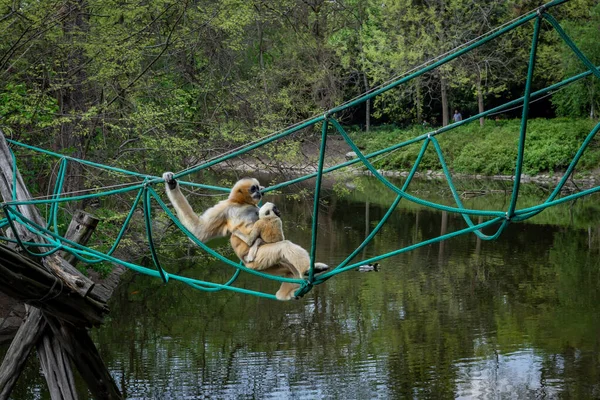 Gibbon Mère Joues Blanches Portant Enfant Escaladant Pont Corde Dessus — Photo