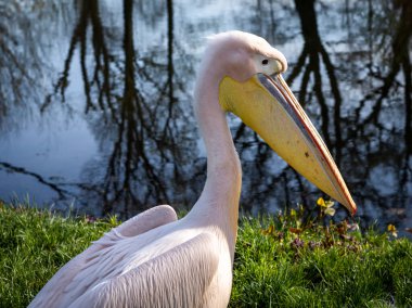 Pembe bir pelikan kuşunun portresi (pelikan baba, Pelecanus onocrotalus) Wroclaw, Polonya 'daki zoolojik bahçedeki göletin yanında.. 