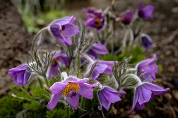 Fioletowe Kwiaty Paski Pulsatilla Tatewakii Kwitnące Wiosną Niewyraźne Tło — Zdjęcie stockowe