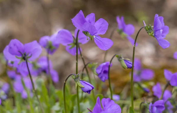 Zbliżenie Fioletowe Drewno Viola Valderia Purpurowe Kwiaty Kwitnące Wiosną — Zdjęcie stockowe