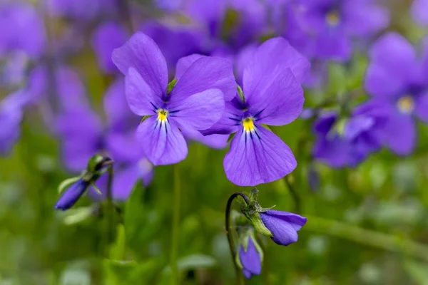 Zbliżenie Fioletowe Drewno Viola Valderia Purpurowe Kwiaty Kwitnące Wiosną — Zdjęcie stockowe