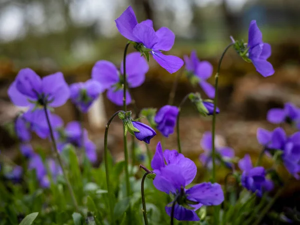 Zbliżenie Fioletowe Drewno Viola Valderia Purpurowe Kwiaty Kwitnące Wiosną — Zdjęcie stockowe