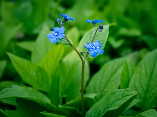 Zbliżenie Niebieskiej Omphalodes Verna Navelwort Gatunek Bardzo Podobny Zapominać Mnie — Zdjęcie stockowe