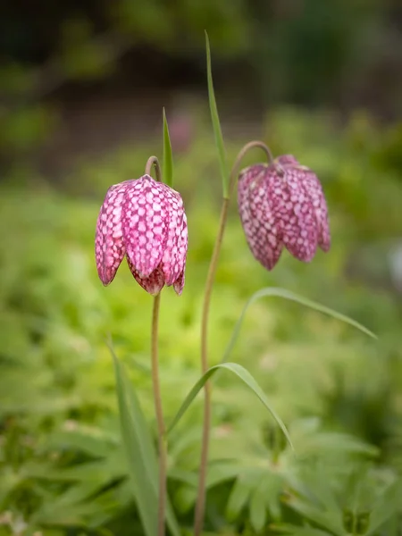 Çiçek açan mor satranç çiçeğiyle (yılan başı) bahar arkaplanı. Kopyalama alanı, derinliğin sığ alanı. 