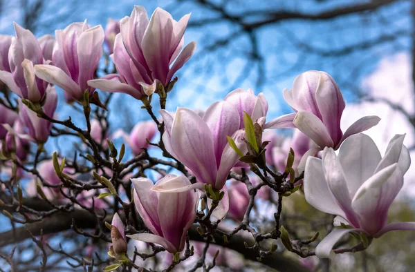 Detailní Fotografie Krásné Růžové Magnólie Květ Kvetoucí Stromě Jaře Pozadí — Stock fotografie