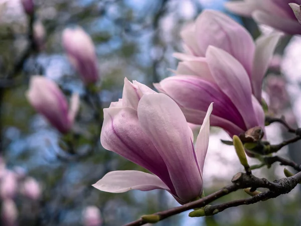 Foto Ravvicinata Bellissimo Fiore Magnolia Rosa Che Sboccia Sull Albero — Foto Stock