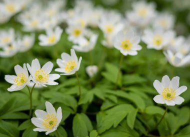 Bahar mevsiminde açan beyaz ahşap şakayık çiçeklerinin yakın çekimi. 