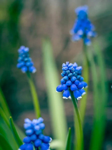 Niebieskie Kwiaty Muscari Hiacynt Winogronowy Muscari Aucheri Kwitnące Ogrodzie Wiosną — Zdjęcie stockowe