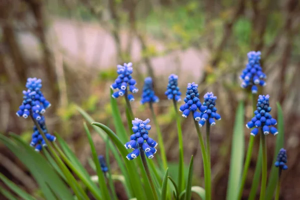 Niebieskie Kwiaty Muscari Hiacynt Winogronowy Muscari Aucheri Kwitnące Ogrodzie Wiosną — Zdjęcie stockowe