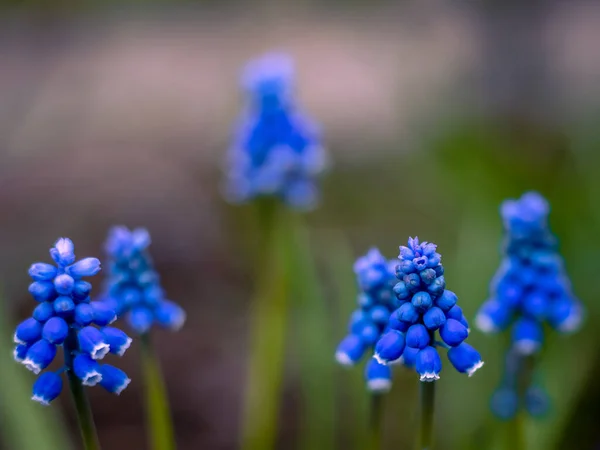 Niebieskie Kwiaty Muscari Hiacynt Winogronowy Muscari Aucheri Kwitnące Ogrodzie Wiosną — Zdjęcie stockowe