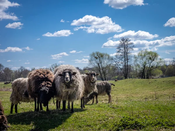 Otlak Tarlasında Bir Koyun Sürüsü Hayır Mavi Gökyüzü — Stok fotoğraf