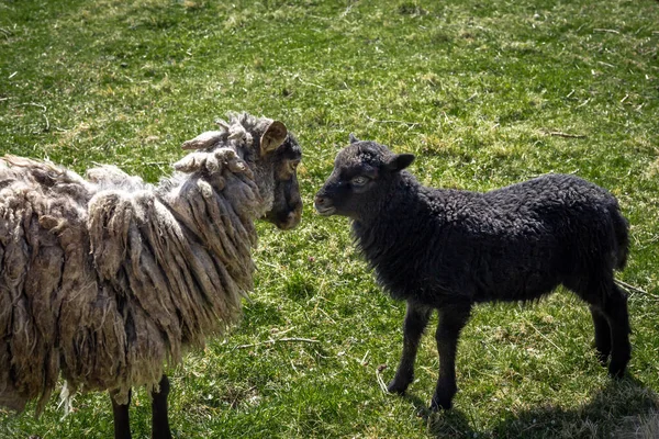 Black Lamb Its Mother Grazing Field — Stock Photo, Image