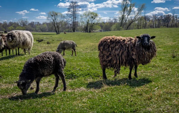 Flock Sheep Grazing Field People Blue Sky — Stock Photo, Image