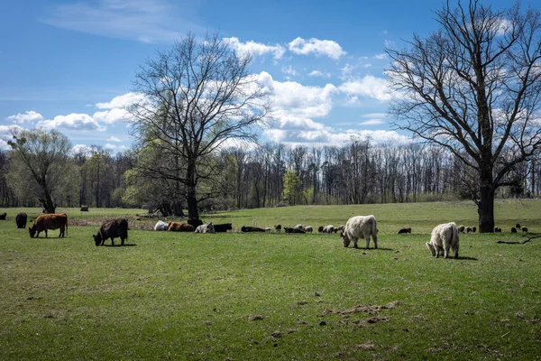 Herd Highland Cattle Grazing Field People Blue Sky — Stock Photo, Image