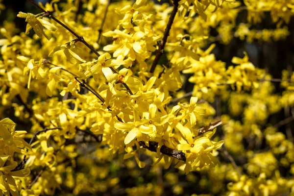 Background Blooming Yellow Forsythia Plant — Stock fotografie