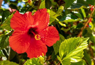 Red hibiscus flower blooming on the tree. Green background with copyspace. 