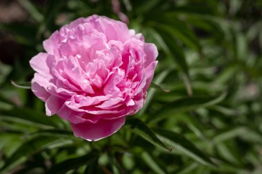 Yeşil arka planda çiçek açan pembe şakayığın (Paeonia sp) yakın plan görüntüsü.