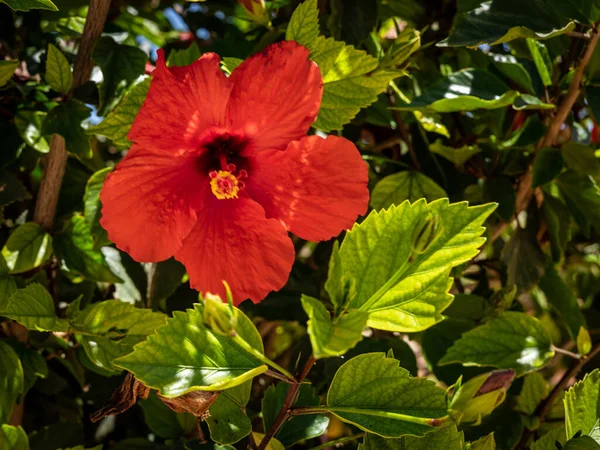 Flor Vermelha Hibisco Florescendo Árvore Fundo Verde Com Copyspace — Fotografia de Stock