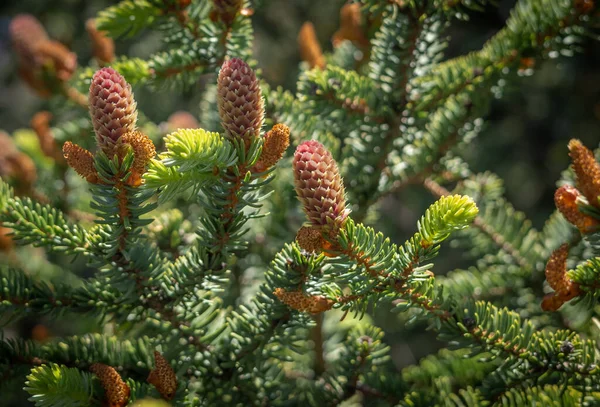 Spruce Tree Branch Young Cones Blurred Green Background — Fotografia de Stock
