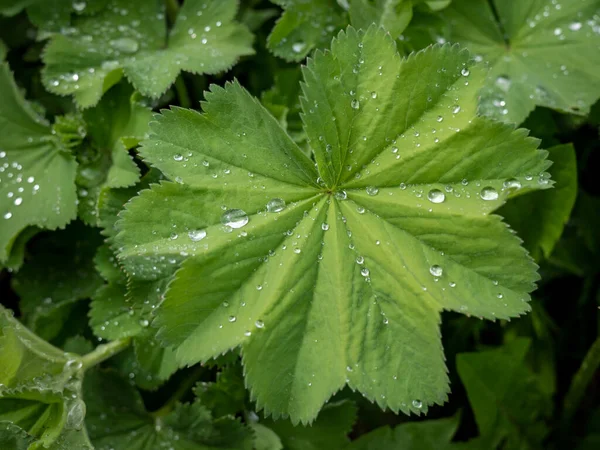 Green Leaves Garden Lady Mantle Plant Wet Rain — Stok fotoğraf