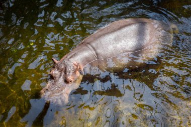 Suaygırının (Hippopotamus amfibisinin) suda yüzüşüne yakın çekim.