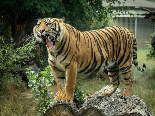 Молодой Бенгальский Тигр Зевает Высовывает Язык Стоя Стволе Дерева — стоковое фото