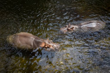 Two hippos (Hippopotamus amphibius) swimming in the water.