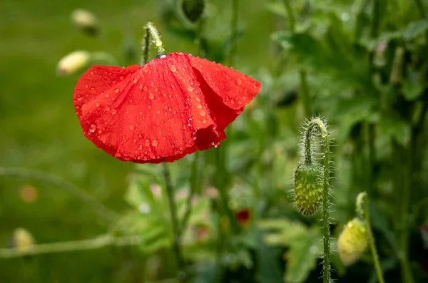 Розмитий Зелений Фон Червоним Маком Papaver Rhoreas Квітка Мокра Після — стокове фото