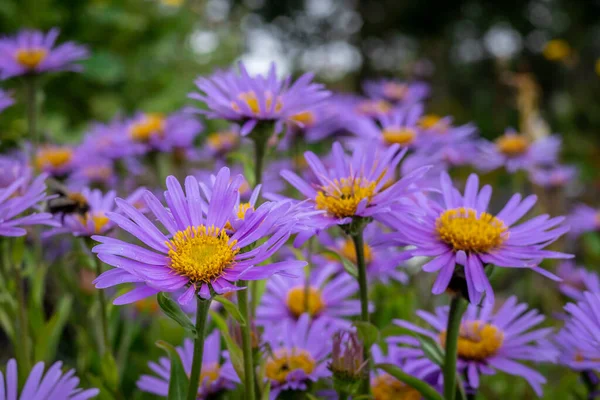 Aster Himalaicus Numerous Purple Flowers Yellow Centers Blooming Garden — 스톡 사진