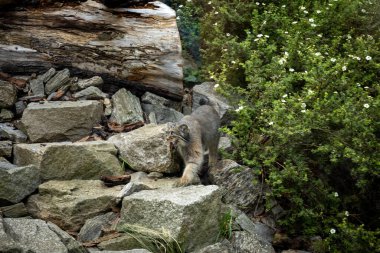Vahşi gri Pallas 'ın kedisi (manul) kayaların arasında. 