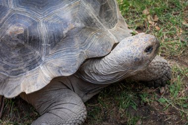Eski bir Aldabra dev kaplumbağasının yakın çekimi.. 