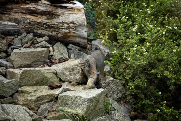Vahşi gri Pallas 'ın kedisi (manul) kayaların arasında. 