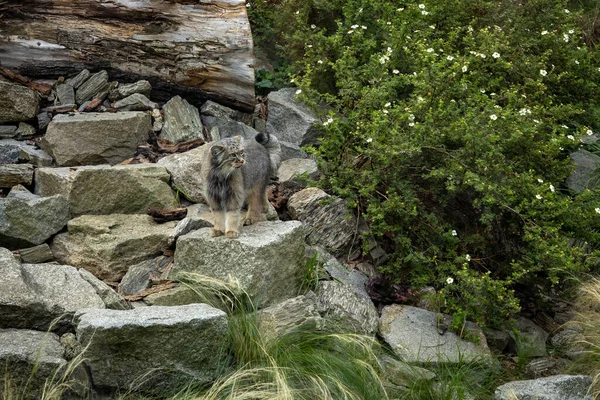 Vahşi gri Pallas 'ın kedisi (manul) kayaların arasında. 