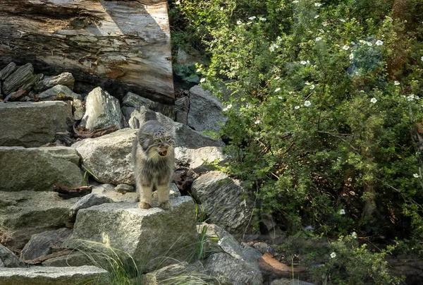 Vild Grå Pallas Katt Manul Bland Klipporna — Stockfoto