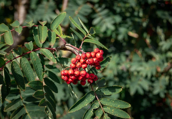Fundo Outonal Com Frutos Vermelhos Árvore Rowan — Fotografia de Stock