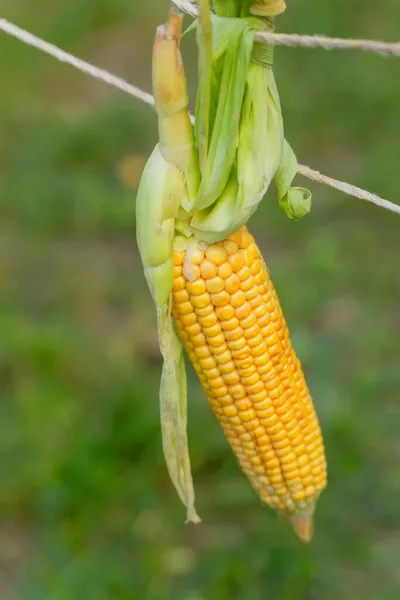 Mais hängt an einem Seil — Stockfoto