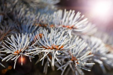 Güneş Ladin şubeleri