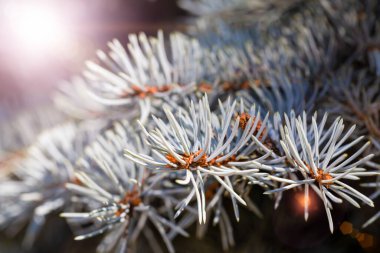 Güzel köknar dalları güneş ışığı, arka plan, yakın plan