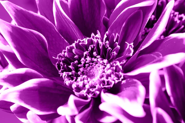 Violette Chrysanthemen aus nächster Nähe auf violettem Hintergrund — Stockfoto