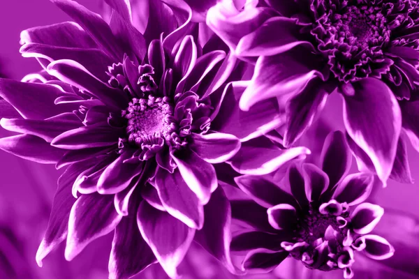 Drei blühende Veilchen Chrysanthemen aus nächster Nähe auf violettem Hintergrund — Stockfoto