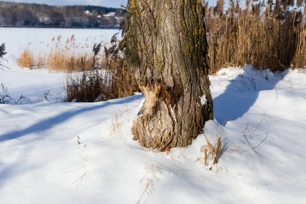 A tree on the lake, gnawed by beavers — Stockfoto