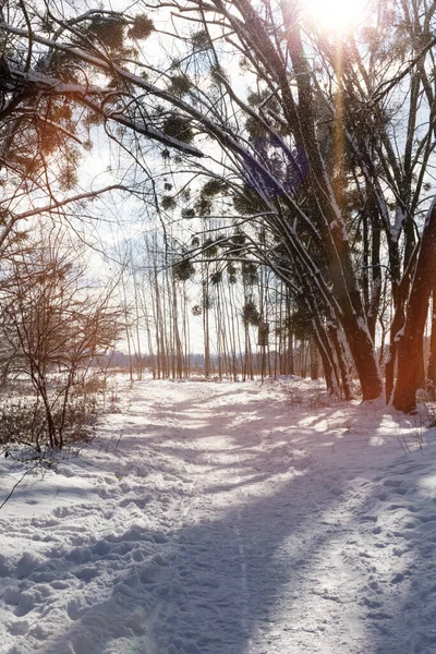 Schneepfad im Winterpark — Stockfoto