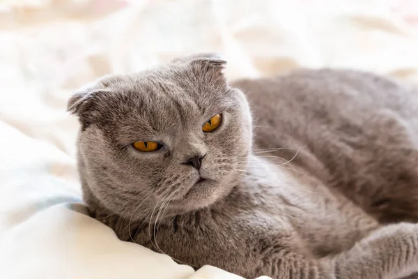 Gri kedi yatar ve dikkatlice bakar.
