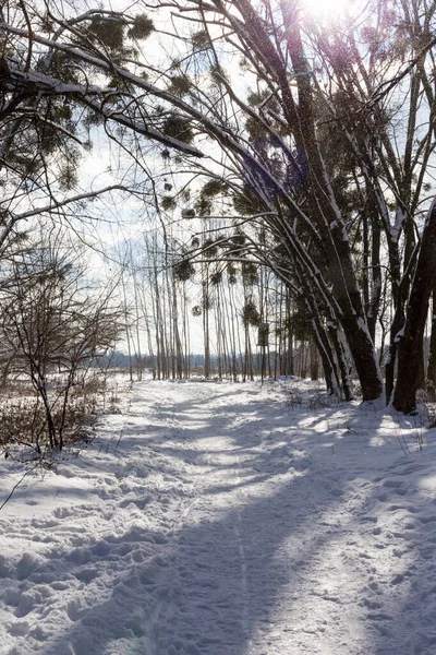 Snow trail in winter park — стоковое фото