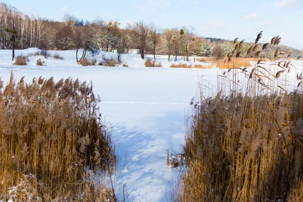 Зимнее замерзшее озеро под снегом, обрамленное тростником — стоковое фото