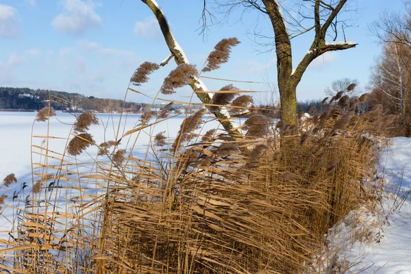 Сухая трость возле озера в зимний солнечный день на ветру — стоковое фото