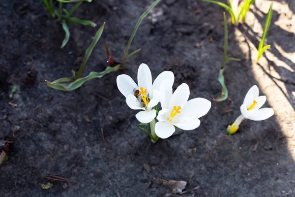 Bees pollinate white crocuses — Stock Photo, Image