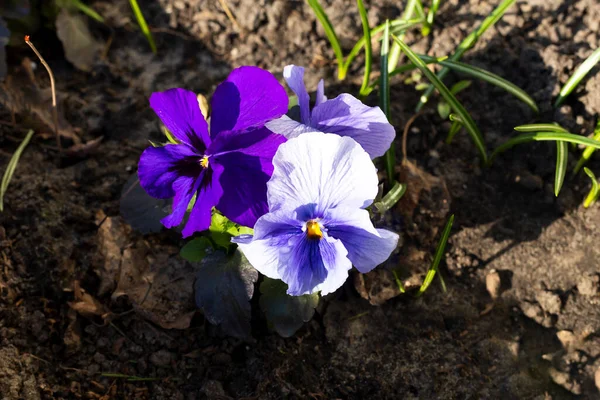 Flowering violet tricolor. Viola tricolor — Stock Photo, Image
