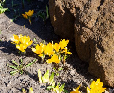 Kaya dibindeki sarı timsahlar